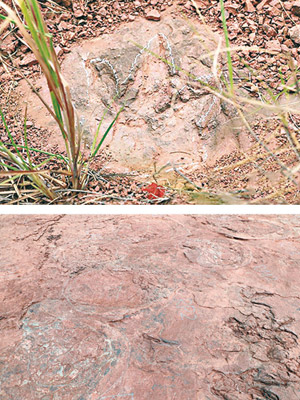 研究人員將出土的恐龍腳印化石劃上標記（上下圖）。（中新社圖片）