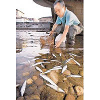 當年核災後石川縣曾有魚群死亡。