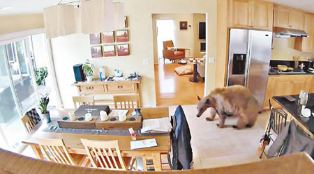 棕熊闖入屋內。（電視畫面）