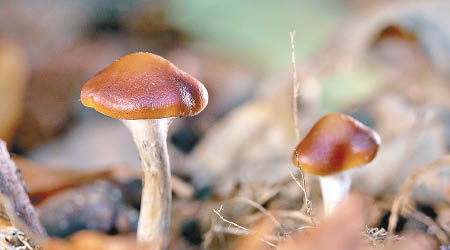 裸蓋菇含有致幻成分。