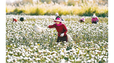 北京不滿冰島對新疆的棉花問題惡意傳播謊言。
