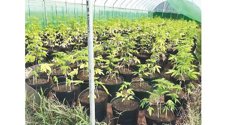 毒販在農場內種植大麻。