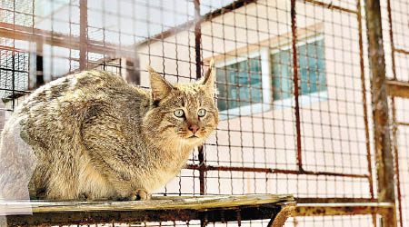 荒漠貓在動物園內單獨隔離飼養。