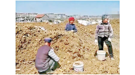 工人在現場挖掘石英石。