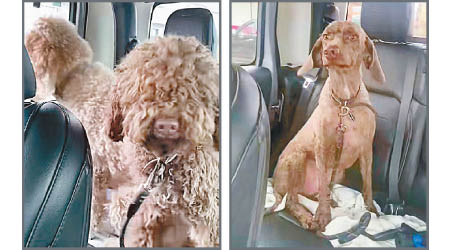 兩貴婦狗被送往美容（左圖），遭剃毛後面目全非（右圖）。（電視畫面）