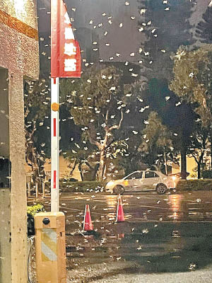 台灣：有市民反映，街上出現大量飛蟻。