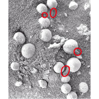 研究指白色球狀物可能是真菌，從火星地面生長（紅圈示）。