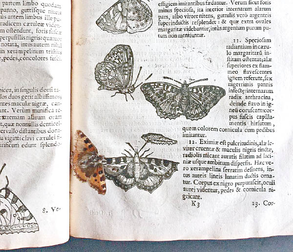 古書執到寶400年蝴蝶標本重見天日- 東方日報