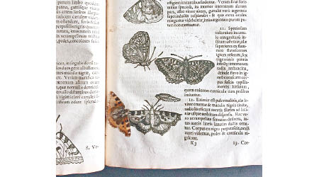 蕁麻蛺蝶標本夾在古書中多年，仍保存完好。