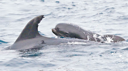 樽鼻海豚（左）與幼領航鯨（右）在島嶼灣出沒。