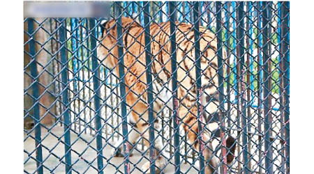 安 徽：張公山動物園飼養的老虎。