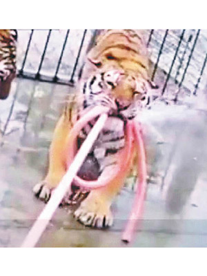 景區租用涉事兩隻老虎來表演。