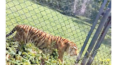 安徽合肥市野生動物園在猛獸區加設防逃網。