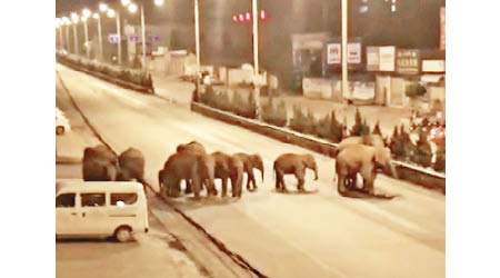 象群在高速公路上橫行。