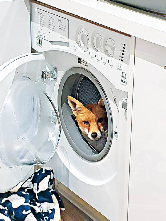 狐狸霸佔洗衣機  英情侶妙計驅離