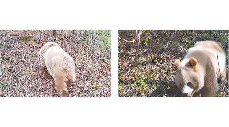 園區內拍攝到野生棕色大熊貓走過（左、右圖）。（電視畫面）