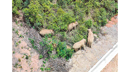 象群早前被拍攝到吃掉村落的大批農作物。