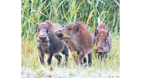 理塘縣野豬數量持續增加。