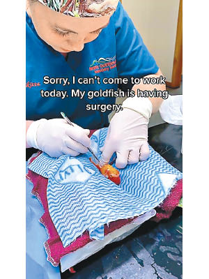 獸醫為金魚開刀做手術。