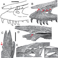 團隊發現留有幼年雷克斯暴龍齒痕的恐龍骨骼化石。