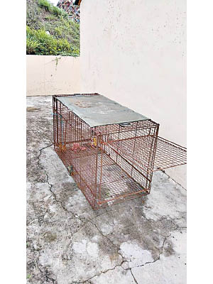 政府家畜疾病防治所設置獸籠，嘗試抓捕流浪狗。