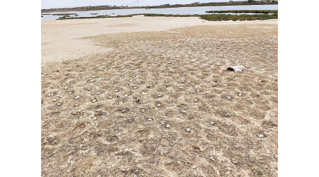 沙灘遺下大量未孵化的燕鷗蛋。