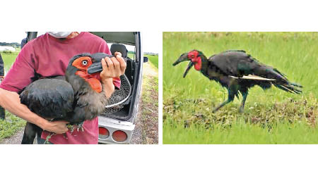 紅臉地犀鳥體形巨大（右圖）捕獲後已交還飼主。（電視畫面）