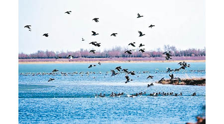 陝西省的自然保護區爆發禽流感疫情。