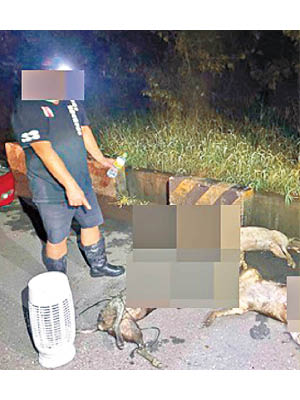 動保人士在台南的街道發現流浪狗遺體。