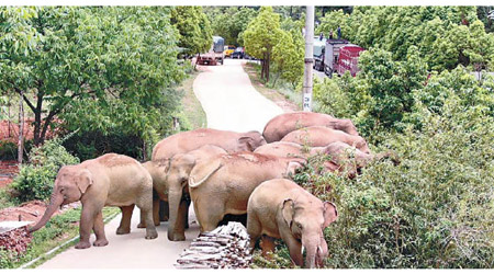 亞洲象群留在玉溪市一帶。