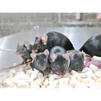 實驗中的老鼠全數都健康成長。