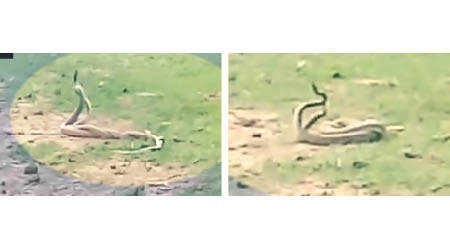 印度一農村拍得兩條蛇在草地上跳舞（左、右圖）。