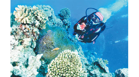 氣候暖化破壞澳洲大堡礁。
