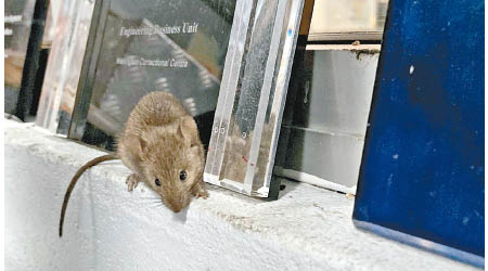 老鼠入侵新省懲教中心，咬爛電線及大量設施。