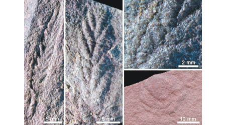 陝西迹化石具有密集排列的橫紋。