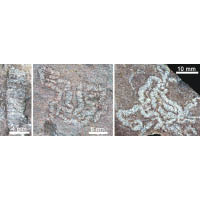 全吉山地區的恰尼蟲化石。