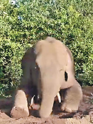 大象被拍到躺地享受泥沙浴，自得其樂。