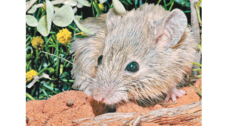 古氏擬鼠過去被視作已在澳洲滅絕。