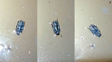 該甲蟲可以在水面下行走。