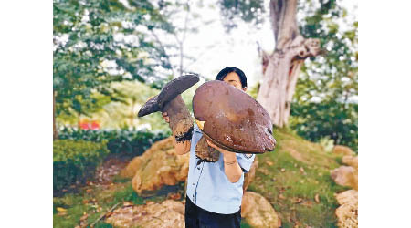 職工在花園內發現多朵大型野生牛肝菌。