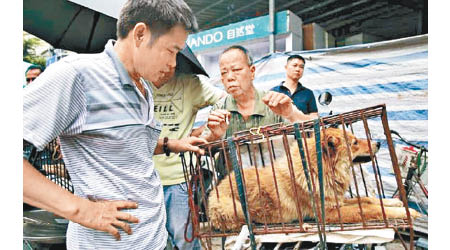 農業部稱，內地尚未推行全國統一的犬類管理法律。