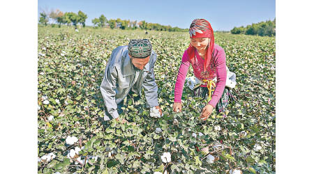 美國多個政府部門更新新疆供應鏈商業警示，圖為維吾爾婦女採集棉花。（中新社圖片）