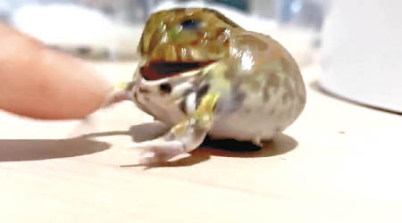 角蛙被戳下巴後露出咆哮表情。