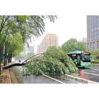 有大樹被強風吹倒，阻擋車輛前行。