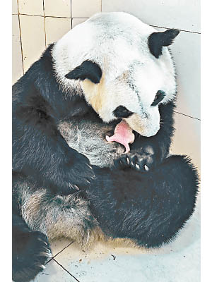 大熊貓蘇珊與新生子。