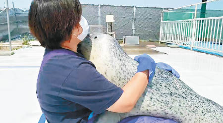 海豹抱着飼養員不肯離開。
