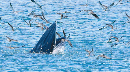 小布氏鯨浮出水面捕食小魚。