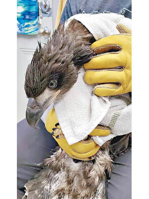動物救援中心救下幼鷹。