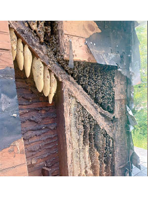蜜蜂藏於韋弗新買農舍牆內。