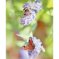 劍橋公爵夫婦另發布孔雀蛺蝶的照片。